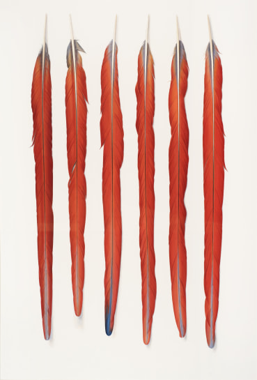 Elizabeth Butterworth  Six Red Feathers, 2015  Gouache on paper  70 x 48 cm  Signed verso