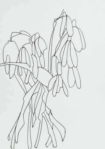 Sarah Armstrong-Jones  Winter Snowdrop, 2022  Pen and ink on paper  20.9 x 14.8 cm
