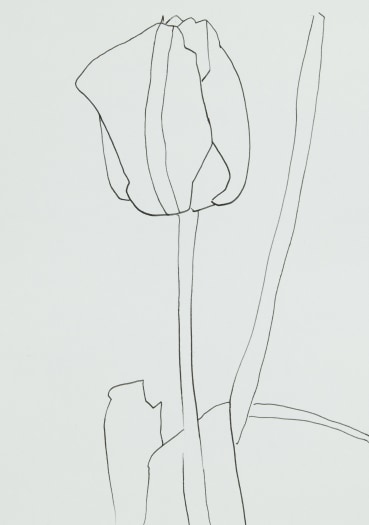 Sarah Armstrong-Jones  Early Tulip 2023, 2023  Pen and ink on paper  20.9 x 14.7 cm
