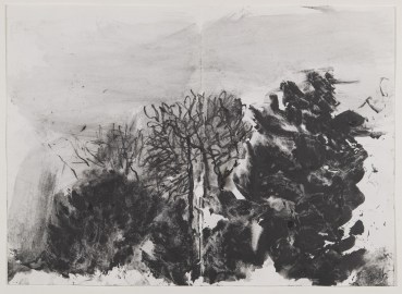 Annabel Gault  Trees, 2022  Graphite  29.3 x 41.2 cm