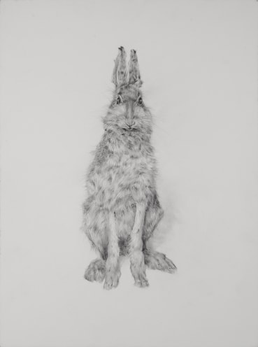 Odile Kidd  Hare, Lepus timidus, Female  Graphite on paper  60 x 45.5 cm