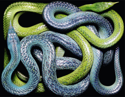 Rhynchophis Boulengeri