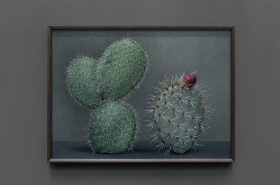 Cactus (I)