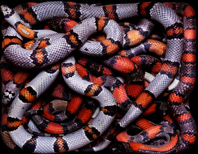 Lampropeltis Mexicana