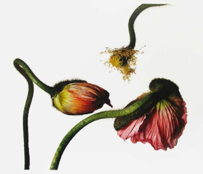 Iceland Poppy/Papaver Nudicaule (G), New York