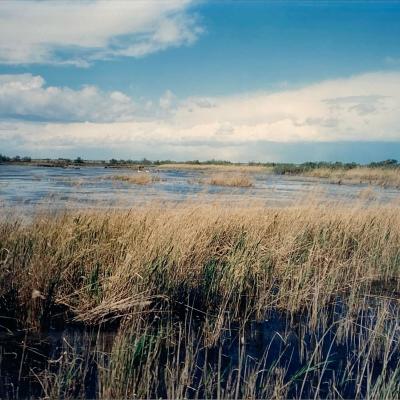 Marsh with Ducks