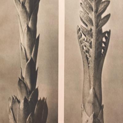 Two Beginnings-Karl Blossfeldt