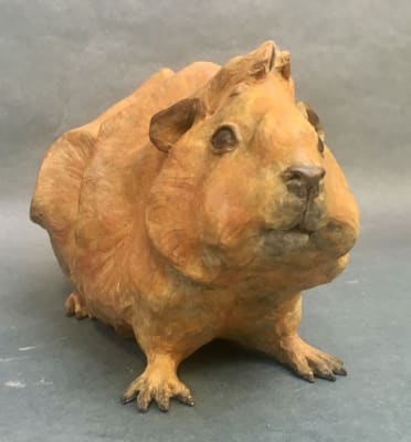 Abyssinian Guinea Pig