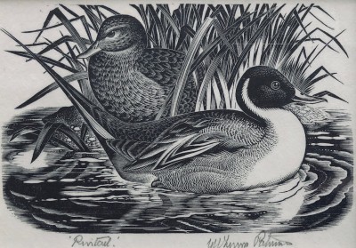 George W. Lennox Paterson (1915-1986)Pintails