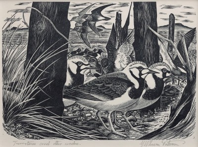 George W. Lennox Paterson (1915-1986)Turnstones and other Waders