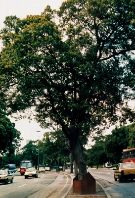 raul mourão, casa/árvore/rua, 1996