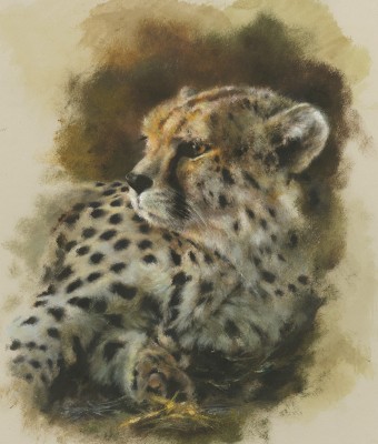 Mandy Shepherd , Cheetah