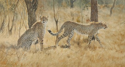Dino Paravano , Cheetah Pair