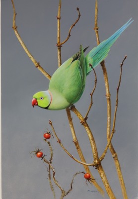 Rodger McPhail , Ring-necked Parakeet