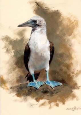 Mandy Shepherd , Blue-footed Booby
