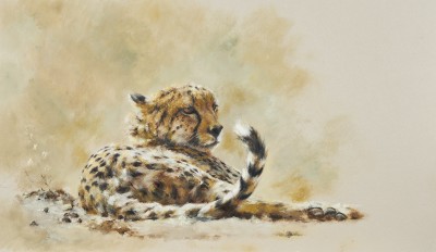 Mandy Shepherd , Cheetah
