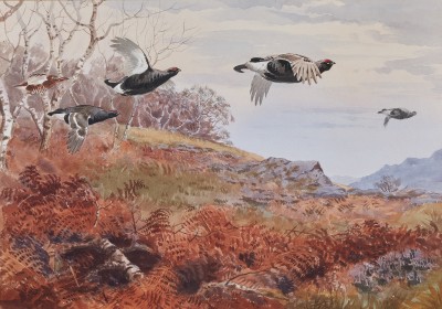 John Cyril Harrison , Black grouse in a highland landscape