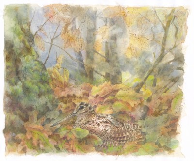 Emma Faull, Woodcock in leaves