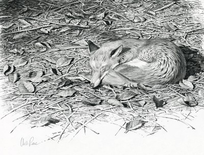 Chris Rose, Sleeping fox