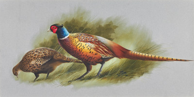 Raymond Watson , Pheasants