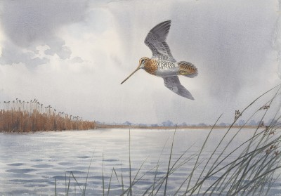 John Cyril Harrison , Flushed from the water's edge, Snipe