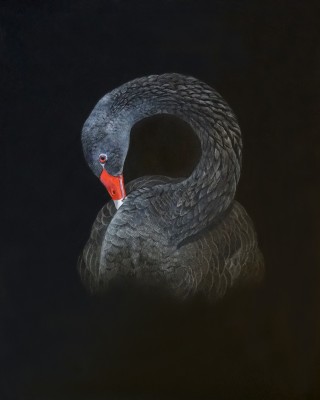 Emma Faull , Black Swan