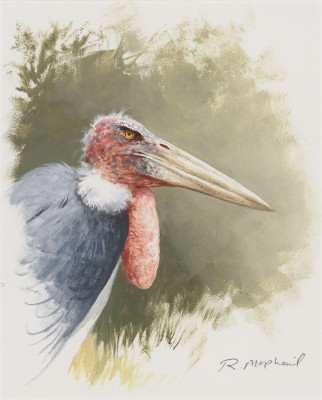 Rodger McPhail , Marabou Stork