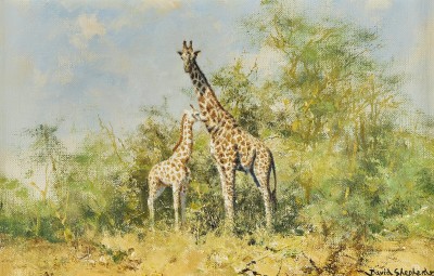 David Shepherd , CBE, Giraffe