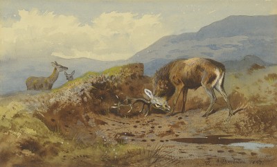Archibald Thorburn , Stag