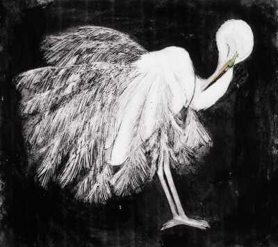 Beatrice Forshall , Great white Egret