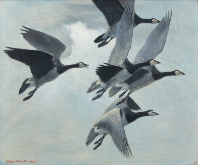 Sir Peter Markham Scott , Barnacle Geese in flight