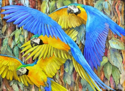 Emma Faull , Blue and Gold Macaws