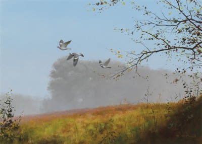 Rodger McPhail , Wood Pigeon