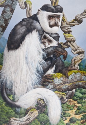 Axel Amuchastegui , Colobus Monkey
