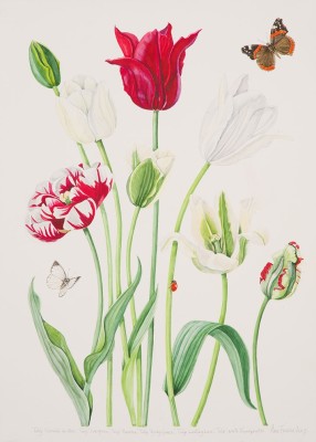 Ann Fraser, Red & White Tulips with Red Admiral Butterfly