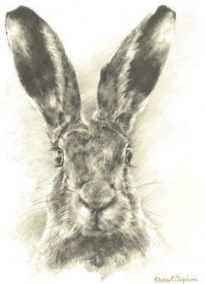 Mandy Shepherd , Hare