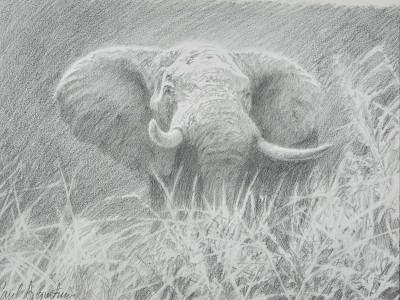 Paul Augustinus , Bull Elephant