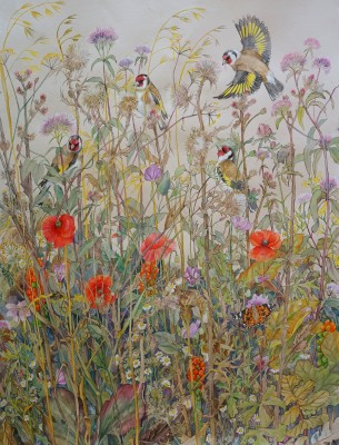 Emma Faull , Goldfinches with Painted Lady in a summer meadow