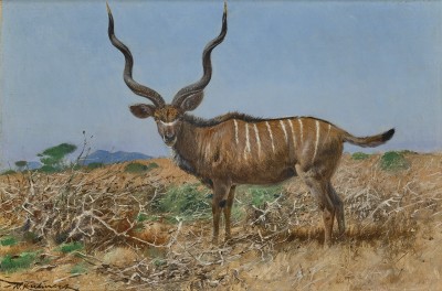 Wilhelm Kuhnert , Kudu