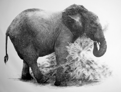 David Filer, Lifesize Juvenile Elephant, 'Moyo'