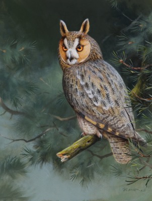 Rodger McPhail , Long-eared Owl