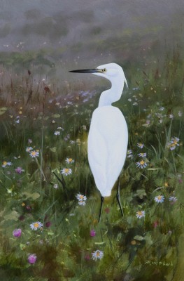 Rodger McPhail , Little Egret