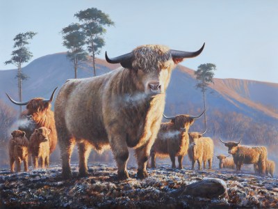 Rodger McPhail , Highland Cattle