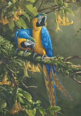 Michael Jackson , Blue and gold Macaws