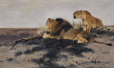 Wilhelm Kuhnert , Lions