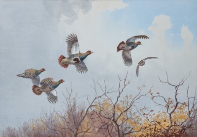 John Cyril Harrison , Up and over, Partridge