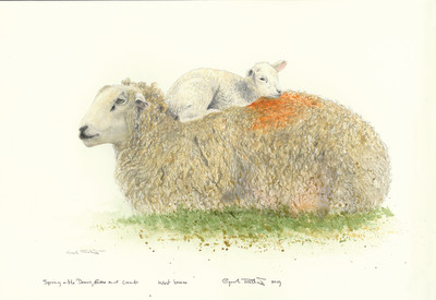 Gordon Rushmer , Spring on the Downs, Ewe and lamb