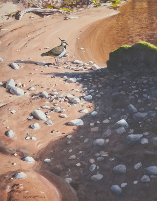 Rodger McPhail , Lapwing