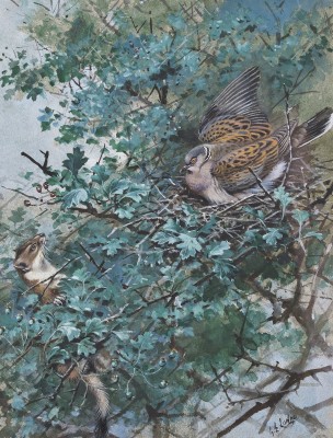 George Edward Lodge , Stoat and turtle dove