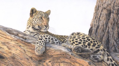 Charlotte J Williams , Leopard in a tree - the lookout